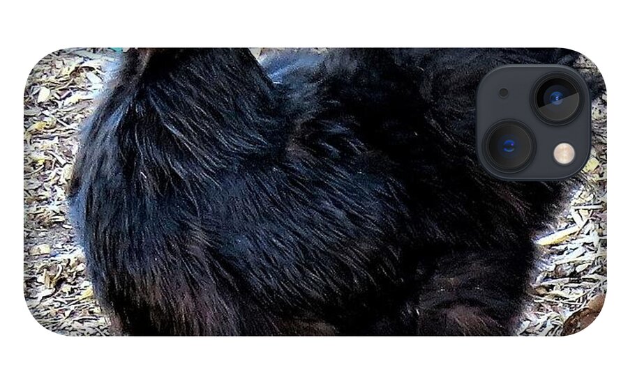 Black Chickens iPhone 13 Case featuring the photograph Black Silkie Bantam by Linda Stern