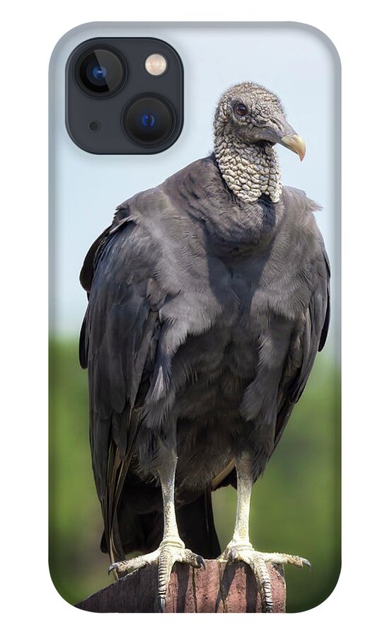 Black Vulture iPhone 13 Case featuring the photograph Black Vulture by Susan Rissi Tregoning