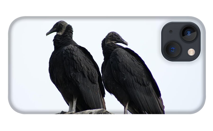  iPhone 13 Case featuring the photograph Black Vultures by Heather E Harman