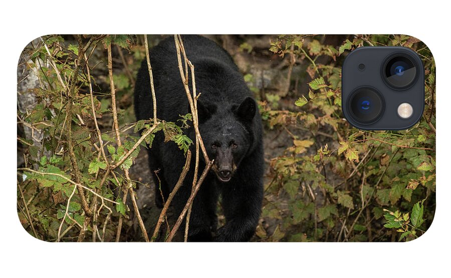 Black Bear iPhone 13 Case featuring the photograph Blackie by David Kirby