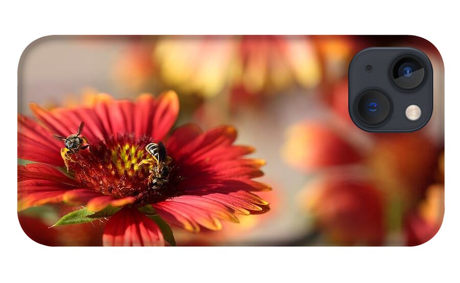 Blanket Flowers iPhone 13 Case featuring the photograph Blanket Flowers by Mingming Jiang