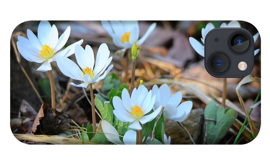 Bloodroot iPhone 13 Case featuring the photograph Blooming Bloodroot by Scott Burd