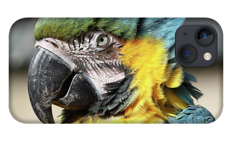Blue And Yellow Macaw iPhone 13 Case featuring the photograph Blue and Yellow Macaw - closeup Portrait by Maria Gaellman