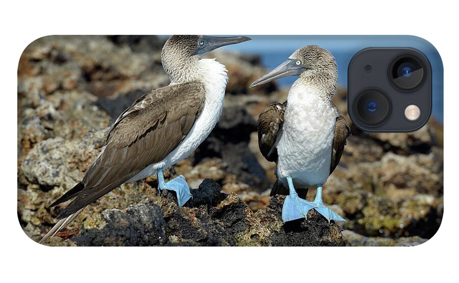 Republic Of Ecuador iPhone 13 Case featuring the photograph Blue-footed Booby, Sula nebouxii, Punta Moreno, Isabela Island, Galapagos Islands, Ecuador by Kevin Oke