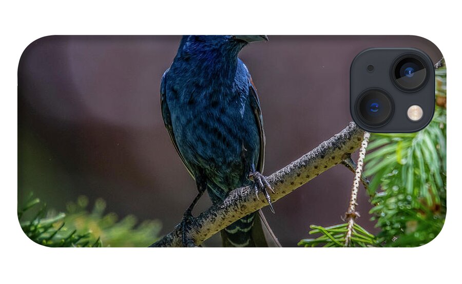Bird iPhone 13 Case featuring the photograph Blue Grosbeak by Cathy Kovarik