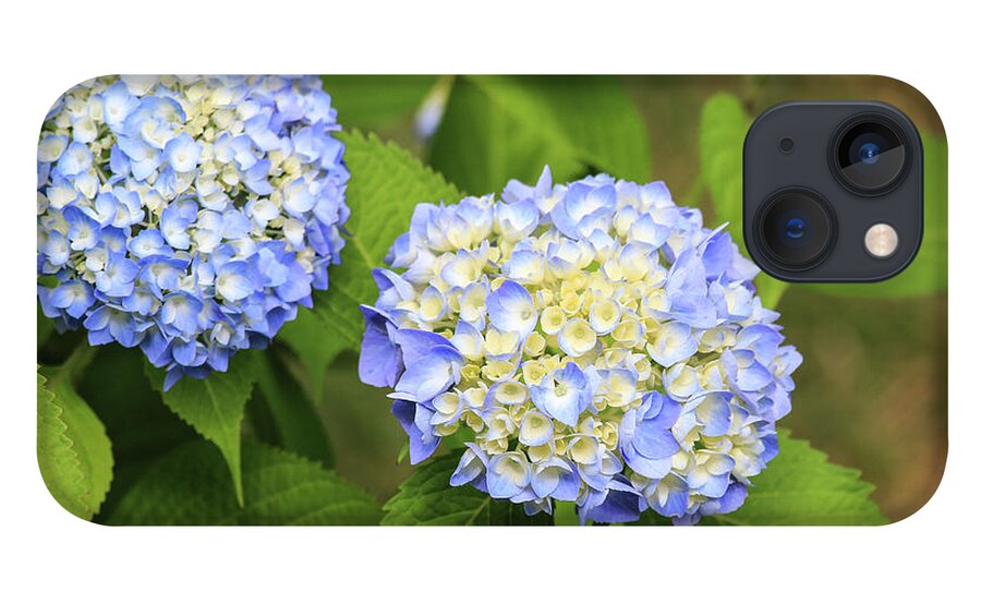 Colors iPhone 13 Case featuring the photograph Blue Hydrangea Deux by Tanya Owens
