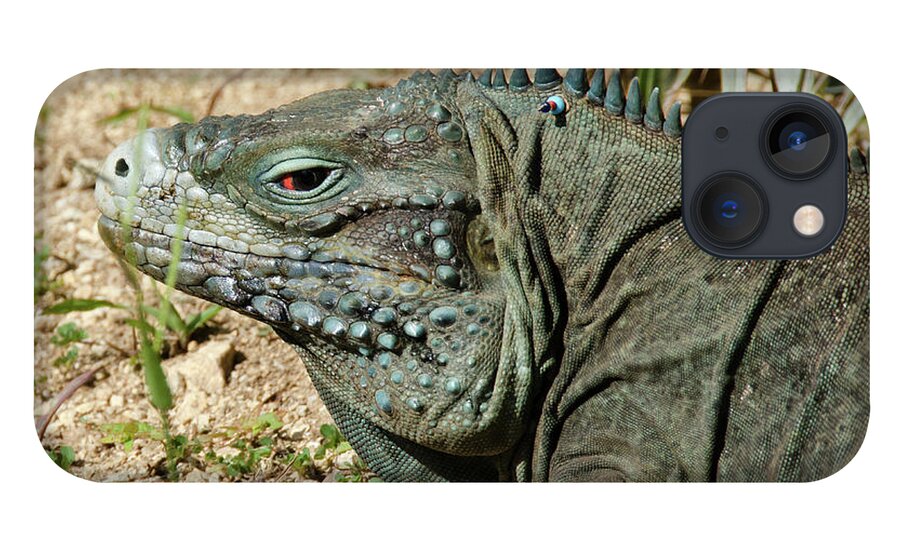 Iguana iPhone 13 Case featuring the digital art Blue iguana skank eye by Debra Baldwin