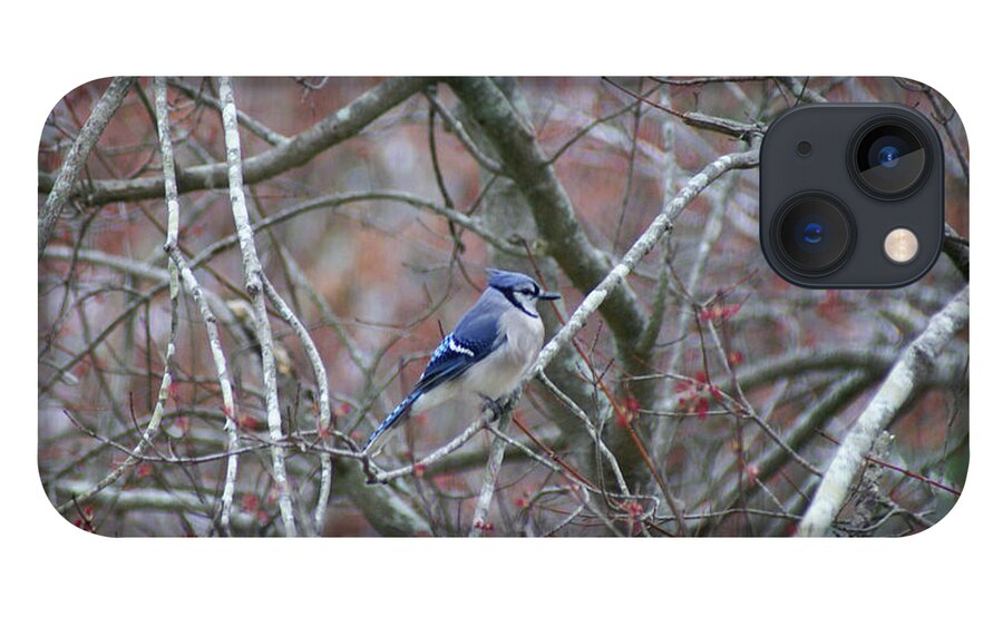  iPhone 13 Case featuring the photograph Blue Jay by Heather E Harman