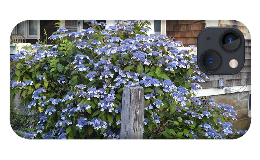Provincetown iPhone 13 Case featuring the photograph Blue Lace Cap Hydrangea by Ellen Koplow