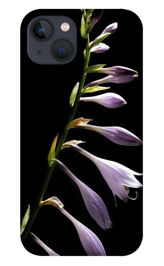 Blue Plantain Lily iPhone 13 Case featuring the photograph Blue Plantain Lily by Kevin Suttlehan