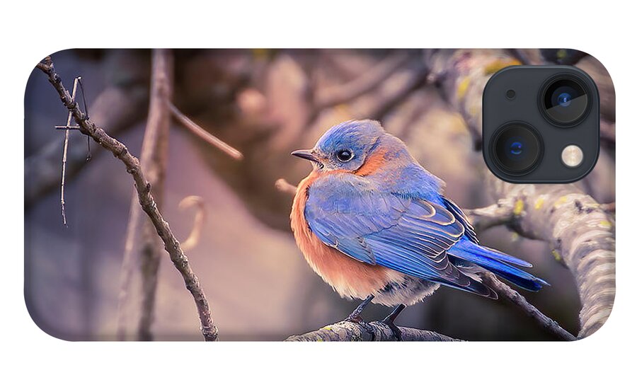 Bluebird iPhone 13 Case featuring the photograph Bluebird in Winter by Allin Sorenson