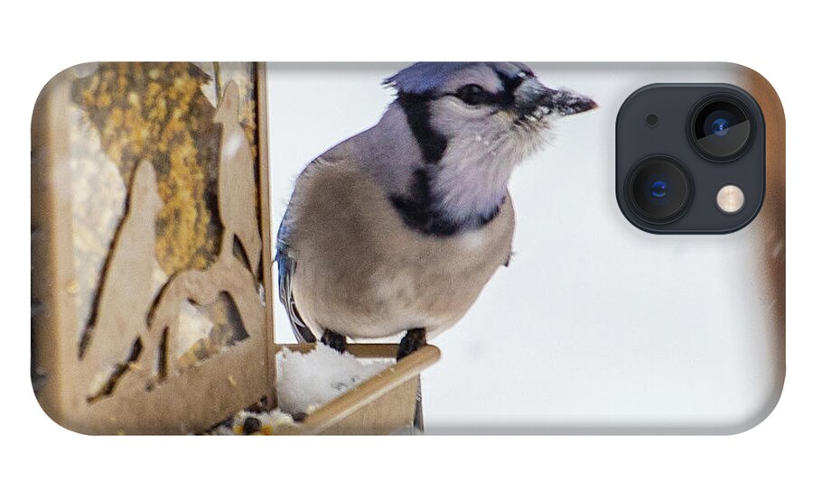 2019 iPhone 13 Case featuring the photograph Bluejay 2 by Gerri Bigler