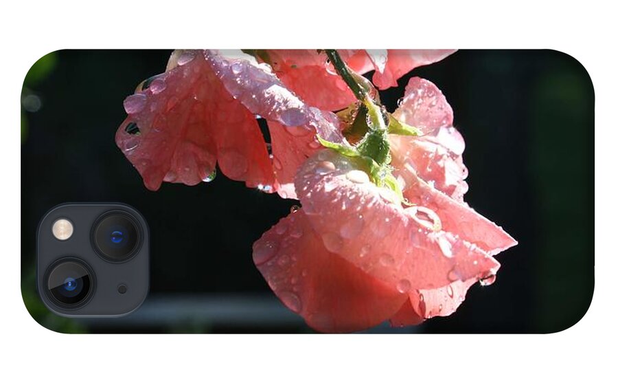 Sweet Pea iPhone 13 Case featuring the photograph Blush Sweet Pea by Vicki Cridland