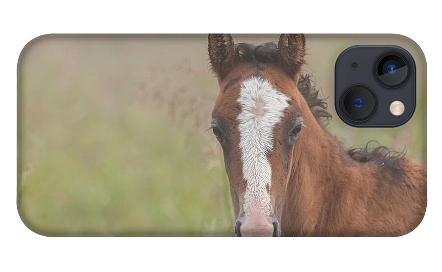Wild Horse iPhone 13 Case featuring the photograph Broadfoot Colt by Holly Ross