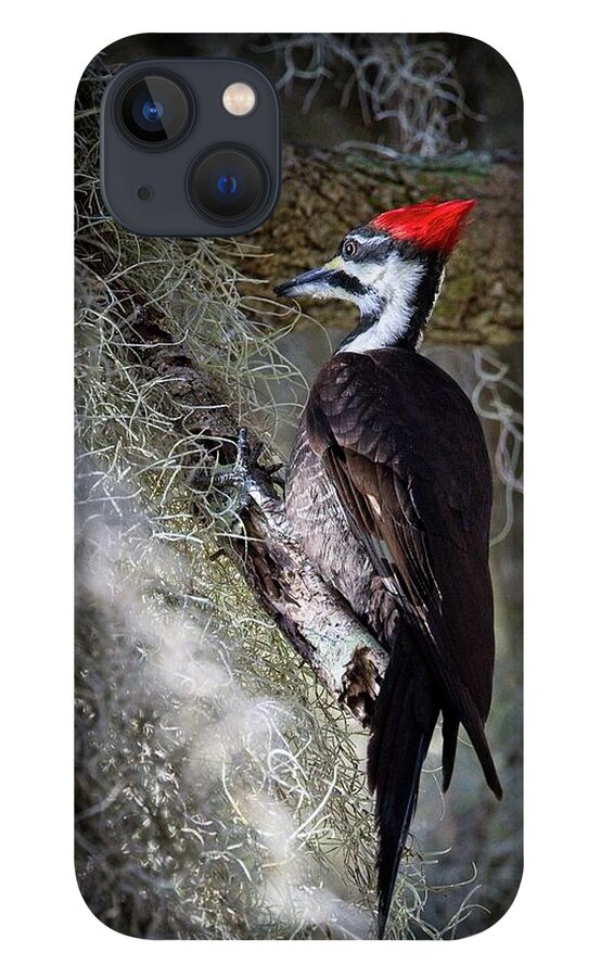 Pileated Woodpecker iPhone 13 Case featuring the photograph Bug Hunting by Ronald Lutz