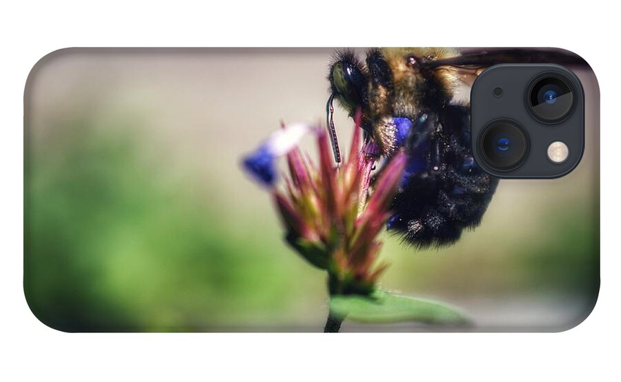Photo iPhone 13 Case featuring the photograph Bumble Bee at Work by Evan Foster