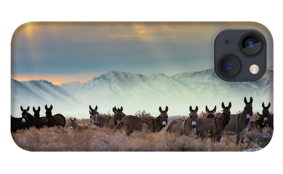 Light iPhone 13 Case featuring the photograph Burros and Rays by Mike Lee