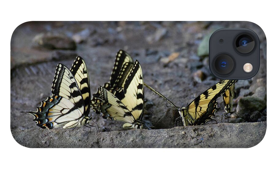 Butterflies iPhone 13 Case featuring the photograph Butterfly Nation Swallowtail Butterflies II by Demetrai Johnson