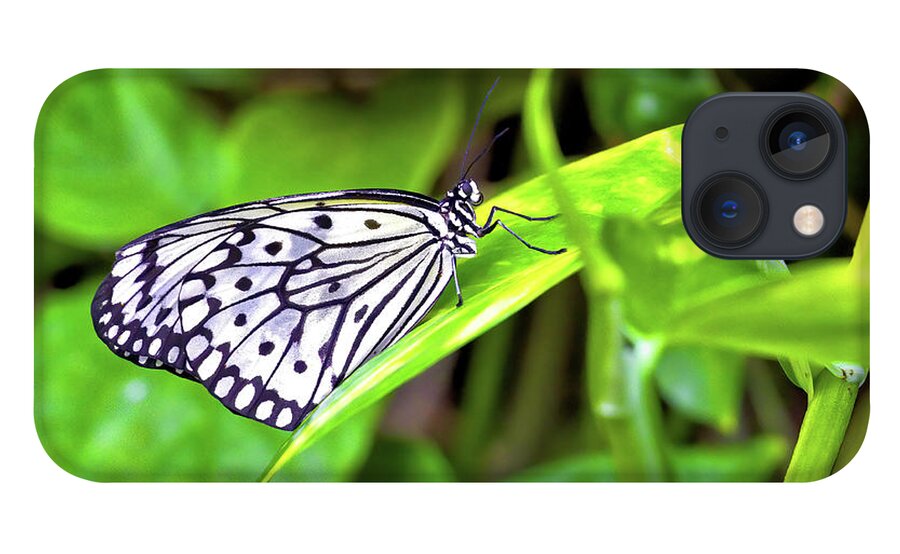 Butterfly iPhone 13 Case featuring the photograph Butterfly on a leaf by Bob Falcone