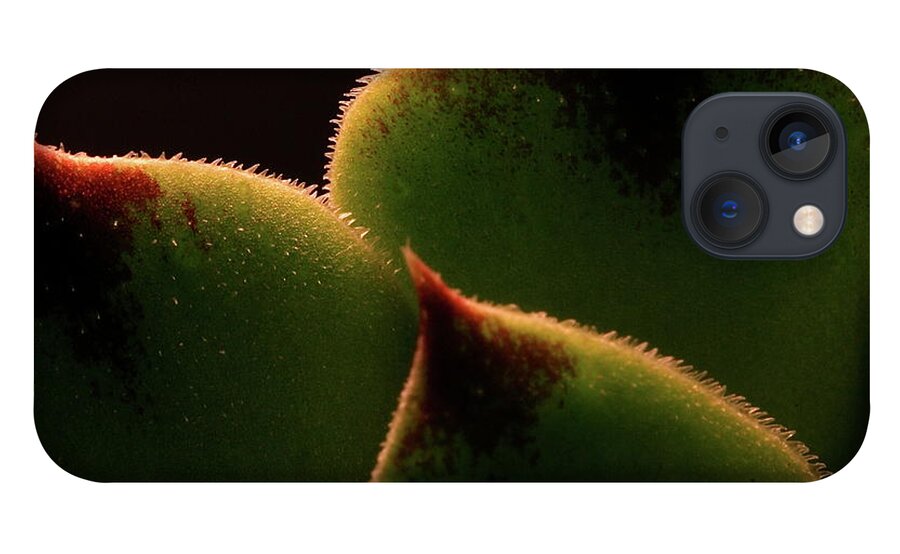 Macro iPhone 13 Case featuring the photograph Cactus 9609 by Julie Powell
