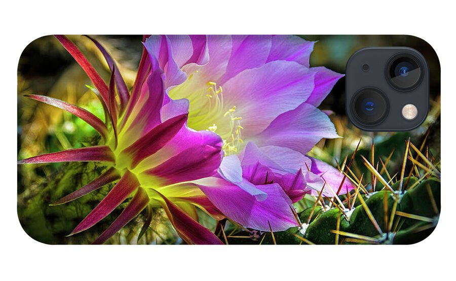 Jon Burch iPhone 13 Case featuring the photograph Cactus Flower by Jon Burch Photography