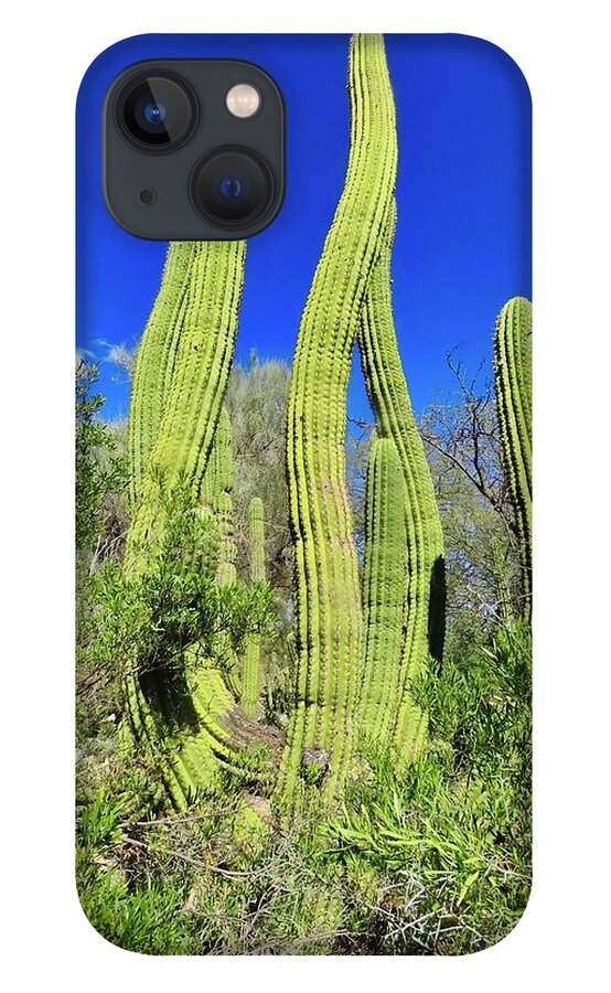 Icon iPhone 13 Case featuring the photograph Cactus Sway by Judy Kennedy