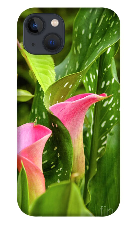  New England iPhone 13 Case featuring the photograph Calla Lilies by Erin Paul Donovan