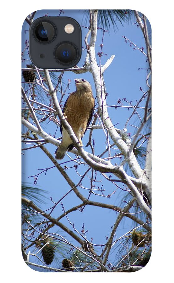 Red-shouldered Hawk iPhone 13 Case featuring the photograph Calling Mate by Heather E Harman