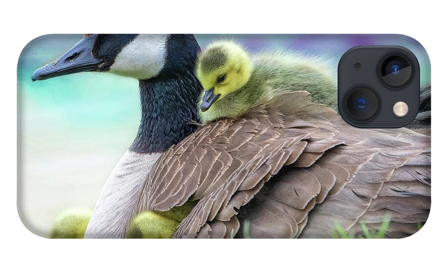 Mom Canada Goose Kkeeping The Chicks Warm. iPhone 13 Case featuring the photograph Canada Goose with Chicks by Sandra Rust