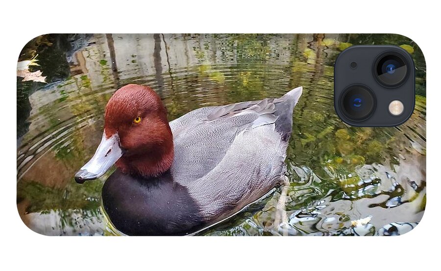 Duck iPhone 13 Case featuring the photograph Canvasback Duck Up Close by Elena Pratt