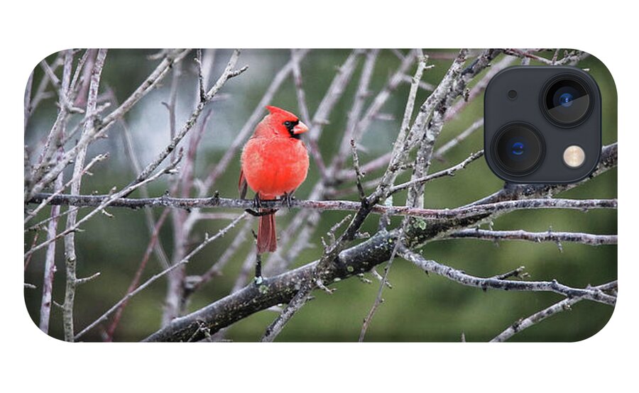 Cardinal iPhone 13 Case featuring the photograph Cardinal Watching Over His Flock by Scott Burd