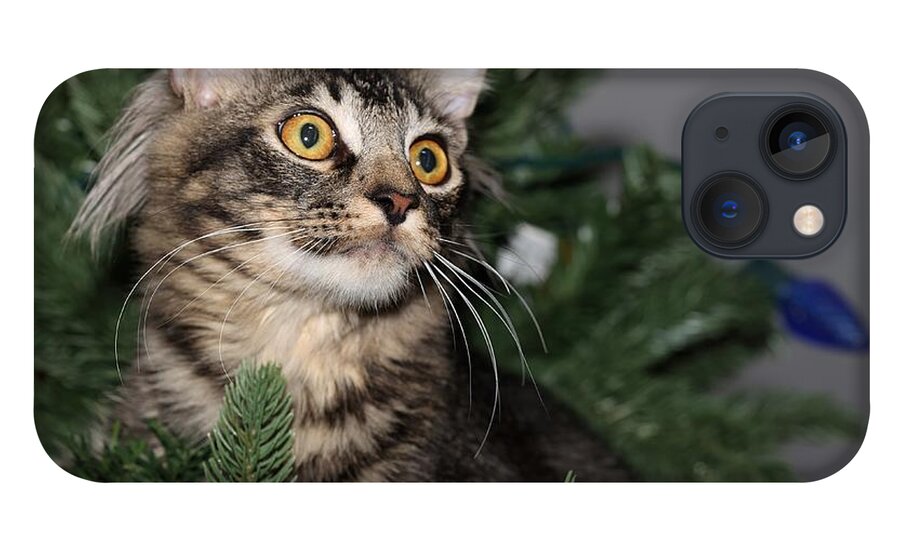 Maine Coon iPhone 13 Case featuring the photograph Cat in a Christmas Tree by Mingming Jiang