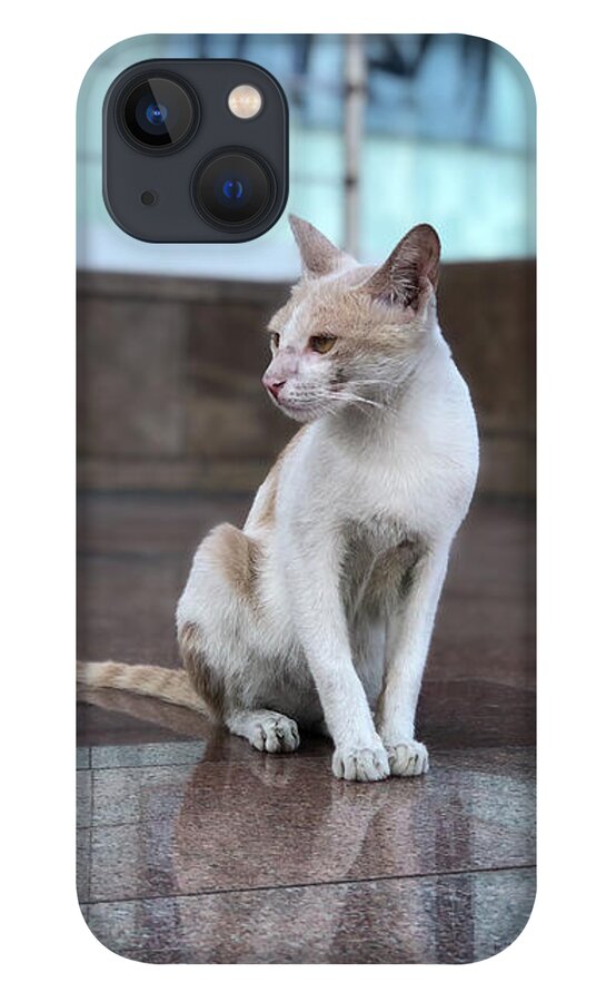 Wallpaper iPhone 13 Case featuring the photograph Cat Sitting On Marble Floor by Prashant Dalal