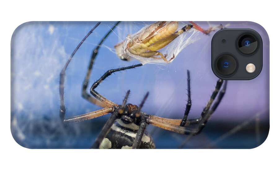 Garden Spider iPhone 13 Case featuring the photograph Caught in the Web by Melissa Southern