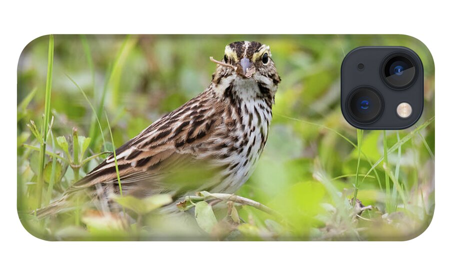 Florida Birding iPhone 13 Case featuring the photograph Caught With Mouth Full by Dawn Currie