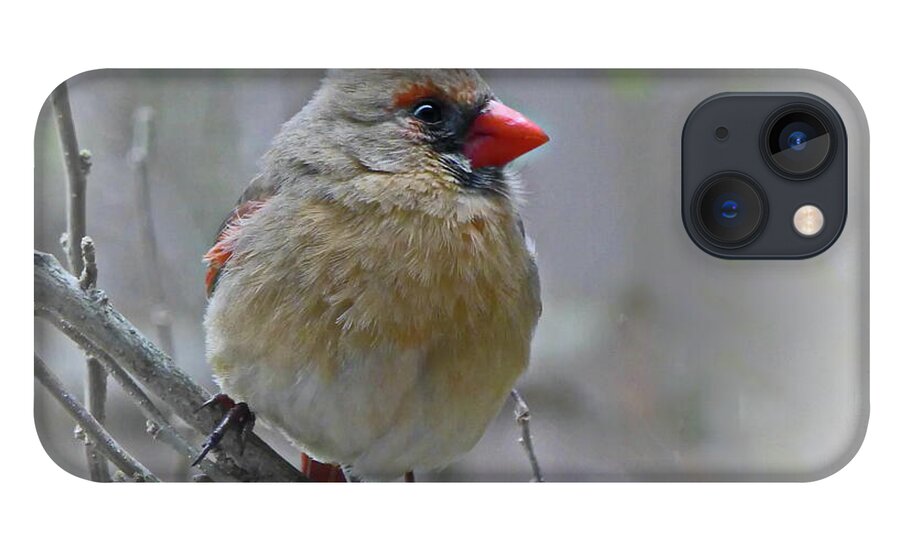 Cardinal iPhone 13 Case featuring the photograph Charming Cardinal Female by Lyuba Filatova