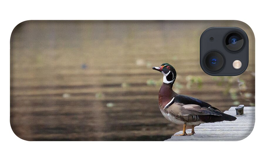 Wood Duck iPhone 13 Case featuring the photograph Checking Me Out by Jayne Carney