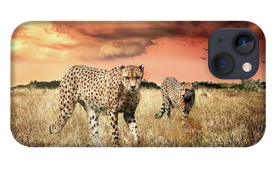 Cheetah iPhone 13 Case featuring the photograph Cheetah Hunt by Ed Taylor