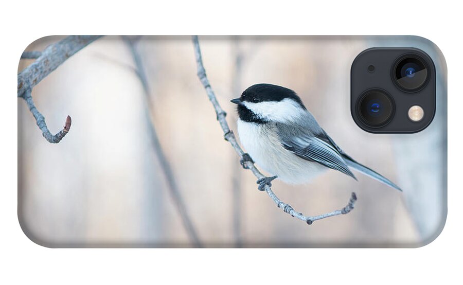 Chickadee iPhone 13 Case featuring the photograph Chickadee by Karen Rispin
