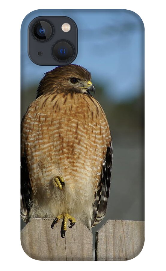  iPhone 13 Case featuring the photograph Chilling Hawk by Heather E Harman