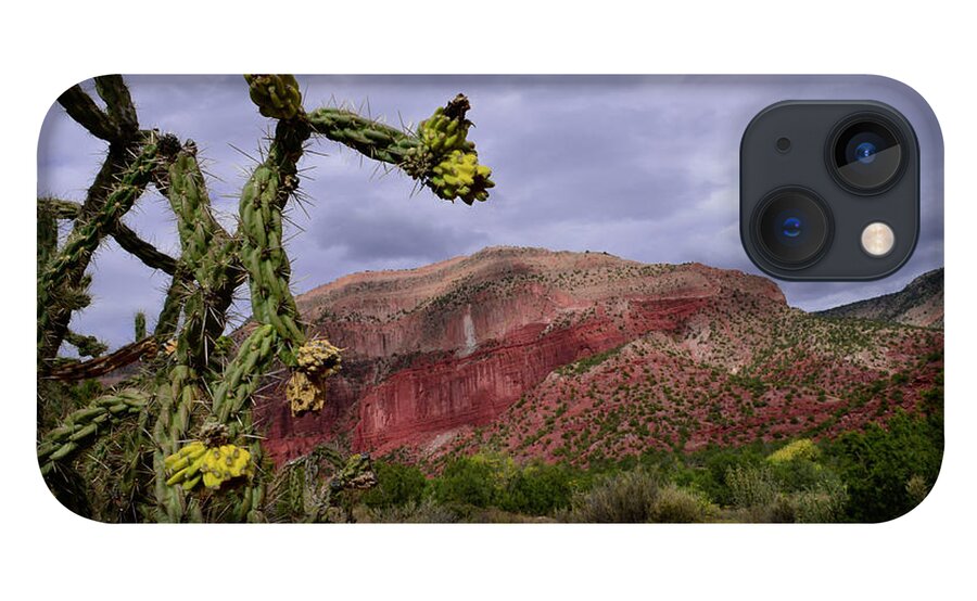 Jemez Mountains iPhone 13 Case featuring the photograph Cholla by Segura Shaw Photography