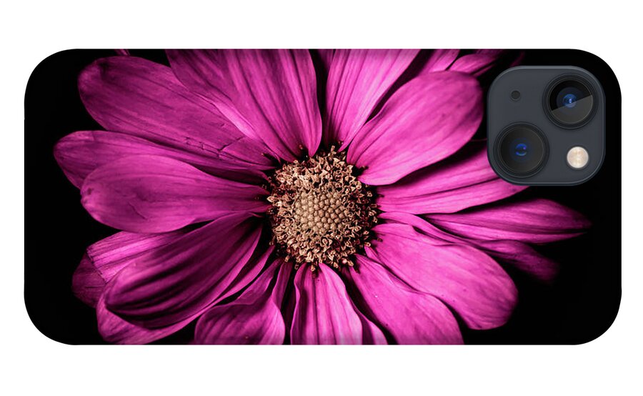 Magenta Flower iPhone 13 Case featuring the photograph Chrysanthemum by Darcy Dietrich