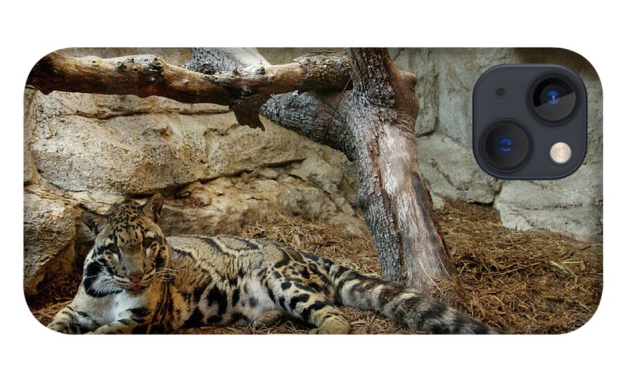 Clouded Leopard iPhone 13 Case featuring the photograph Clouded Leopard by Melissa Southern