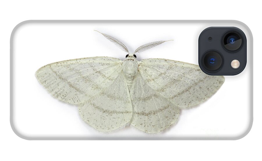 Common White Wave iPhone 13 Case featuring the photograph Common White Wave moth by Warren Photographic