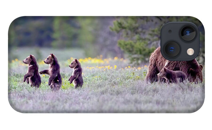 Grizzly Bear iPhone 13 Case featuring the photograph Cub Scouts by Jack Bell
