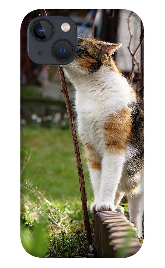 Cat iPhone 13 Case featuring the photograph Cuddly cat scratches on a twig in the orchard. by Vaclav Sonnek