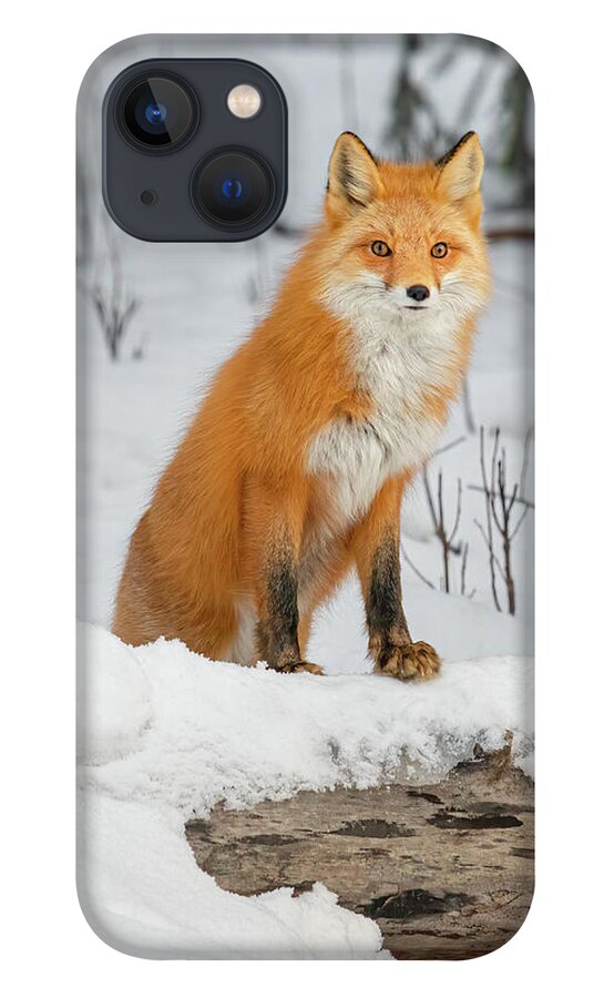 Fox iPhone 13 Case featuring the photograph Curious Red Fox Peering Over Snow-Covered Fallen Log by James Capo