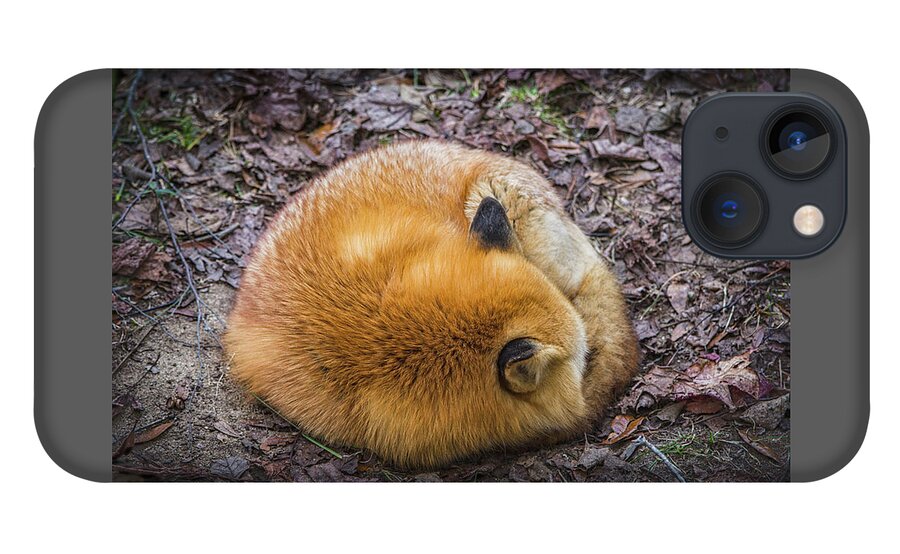 Fox iPhone 13 Case featuring the photograph Curled Up Tight by Jason Roberts