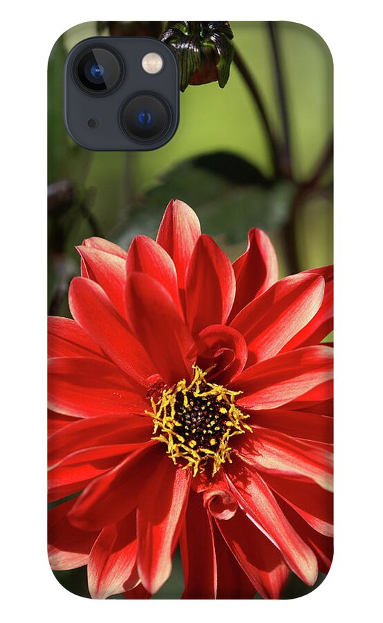 Dahlia iPhone 13 Case featuring the photograph Dahlia Bishop of Llandaff by Olivier Parent
