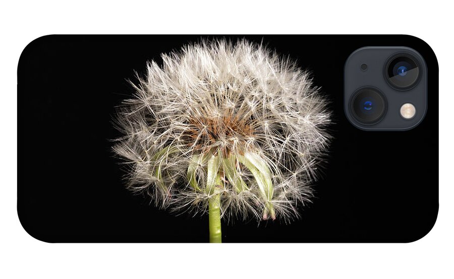 Dandelion iPhone 13 Case featuring the photograph Dandelion Seeds on Black by Amelia Pearn